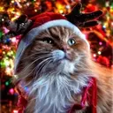 Mascotas en navidad 6