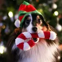 Mascotas en navidad 11