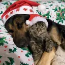 Mascotas en navidad 8