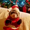 Mascotas en navidad 4