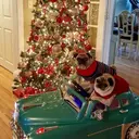 Mascotas en navidad 1