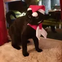 Mascotas en navidad 18