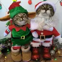Mascotas en navidad 26