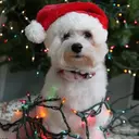 Mascotas en navidad 22