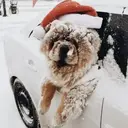 Mascotas en navidad 21