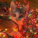 Mascotas en navidad 19