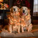 Mascotas en navidad 15