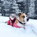 Mascotas en navidad 28