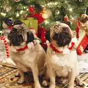 Mascotas en navidad 2