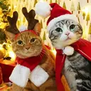 Mascotas en navidad 17