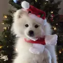 Mascotas en navidad 30