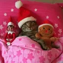 Mascotas en navidad 7