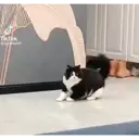 ️Tik tok mov 4 ️ 19