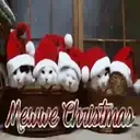 [MERRY XMAS] ️ 6