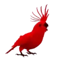 Aves - 4 Mov.1712 20