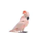 Aves - 4 Mov.1712 28