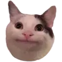 cats 8