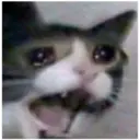 cats 7