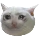 cats 4