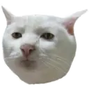 cats 1