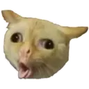 cats 5