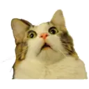 cats 6