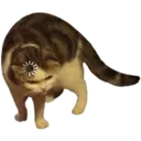 cats 2