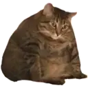 cats 9