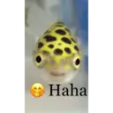 My animals 9