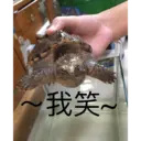 My animals 1