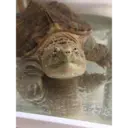 My animals 14