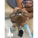 My animals 15