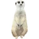 My animals 10