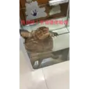 My animals 16