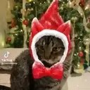 مل Tik Tok