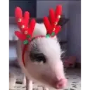 Perros navideños 10