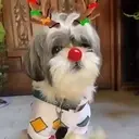 Perros navideños 6