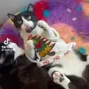 حل Tik Tok @apolocat OHO HO HO HO