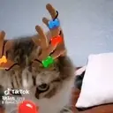 TikTok Take 1213 aqui 1213