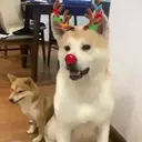 Perros navideños 19
