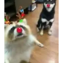 Perros navideños 5