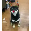 مل TikTok @momoinu