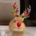 ل TikTok