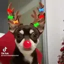ل TikTok @manchitaselpinscher