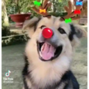 ل TikTok