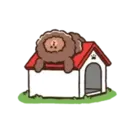 puppy brown 20