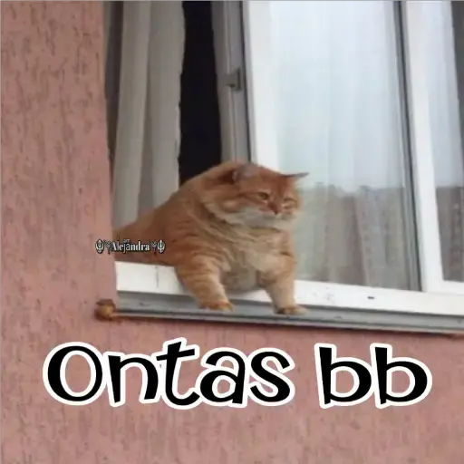 🧿Gatos fraseables 🐱🐈 15