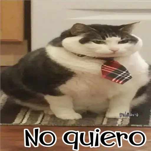 🧿Gatos fraseables 🐱🐈 12