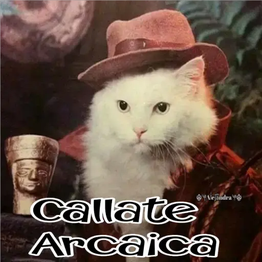 🧿Gatos fraseables 🐱🐈 6
