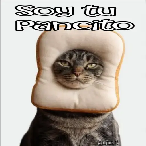 🧿Gatos fraseables 🐱🐈 3